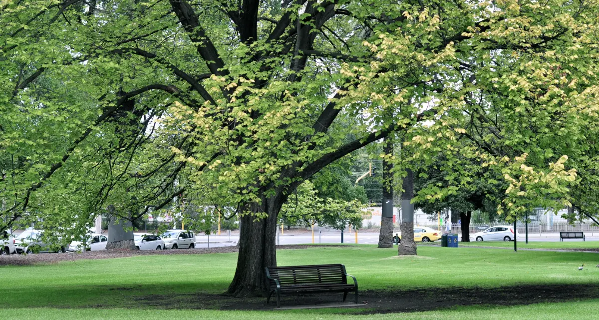 Sorpresa Cosenza:\u00A0è la sesta città più “verde” d’Italia per numero di alberi presenti nelle aree pubbliche\n