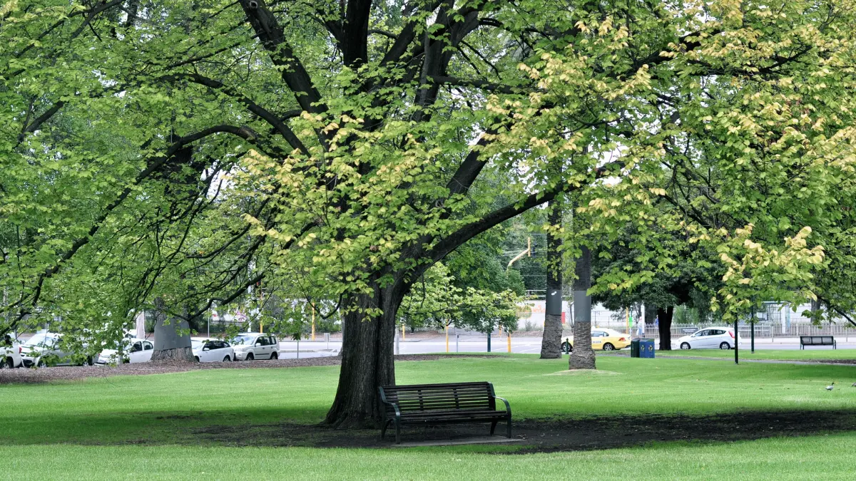 Sorpresa Cosenza:\u00A0è la sesta città più “verde” d’Italia per numero di alberi presenti nelle aree pubbliche\n
