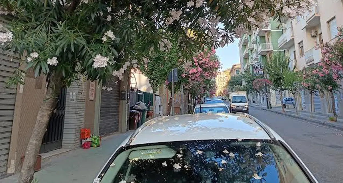 Cosenza, Fratelli d’Italia: «Assenza totale del Decoro urbano. Non c’è manutenzione»\n