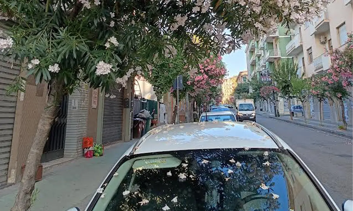 Cosenza, Fratelli d’Italia: «Assenza totale del Decoro urbano. Non c’è manutenzione»\n