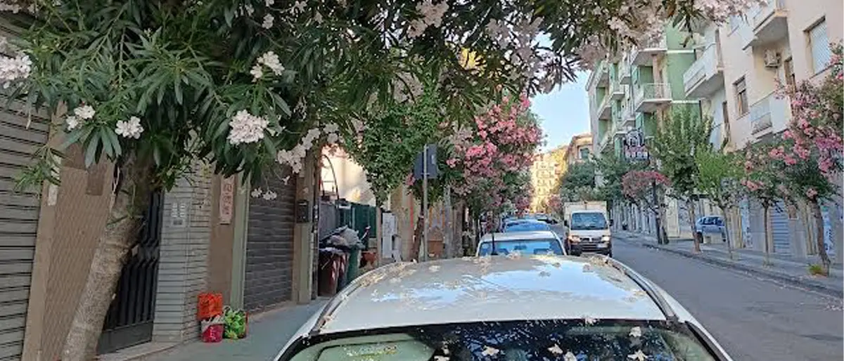 Cosenza, Fratelli d’Italia: «Assenza totale del Decoro urbano. Non c’è manutenzione»\n