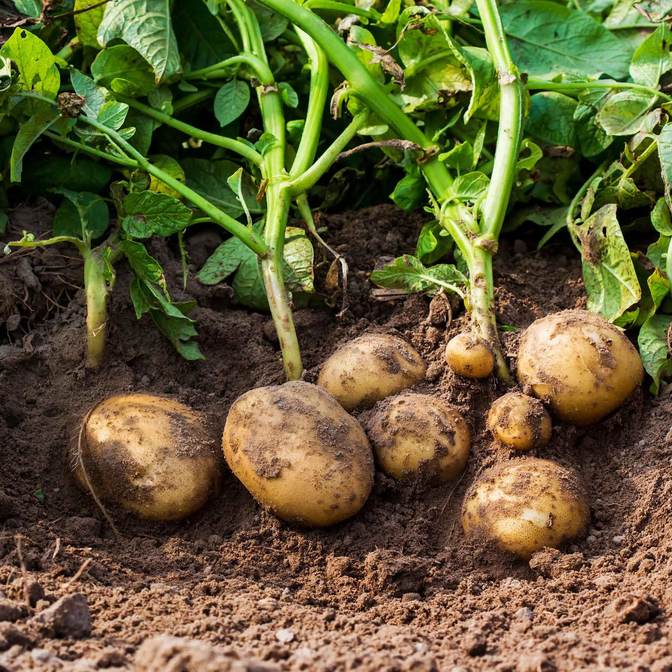Patata 5.0, a Celico la rivoluzione passa dai droni: l'agricoltura di precisione sbarca in Sila per coltivazioni più sostenibili\n