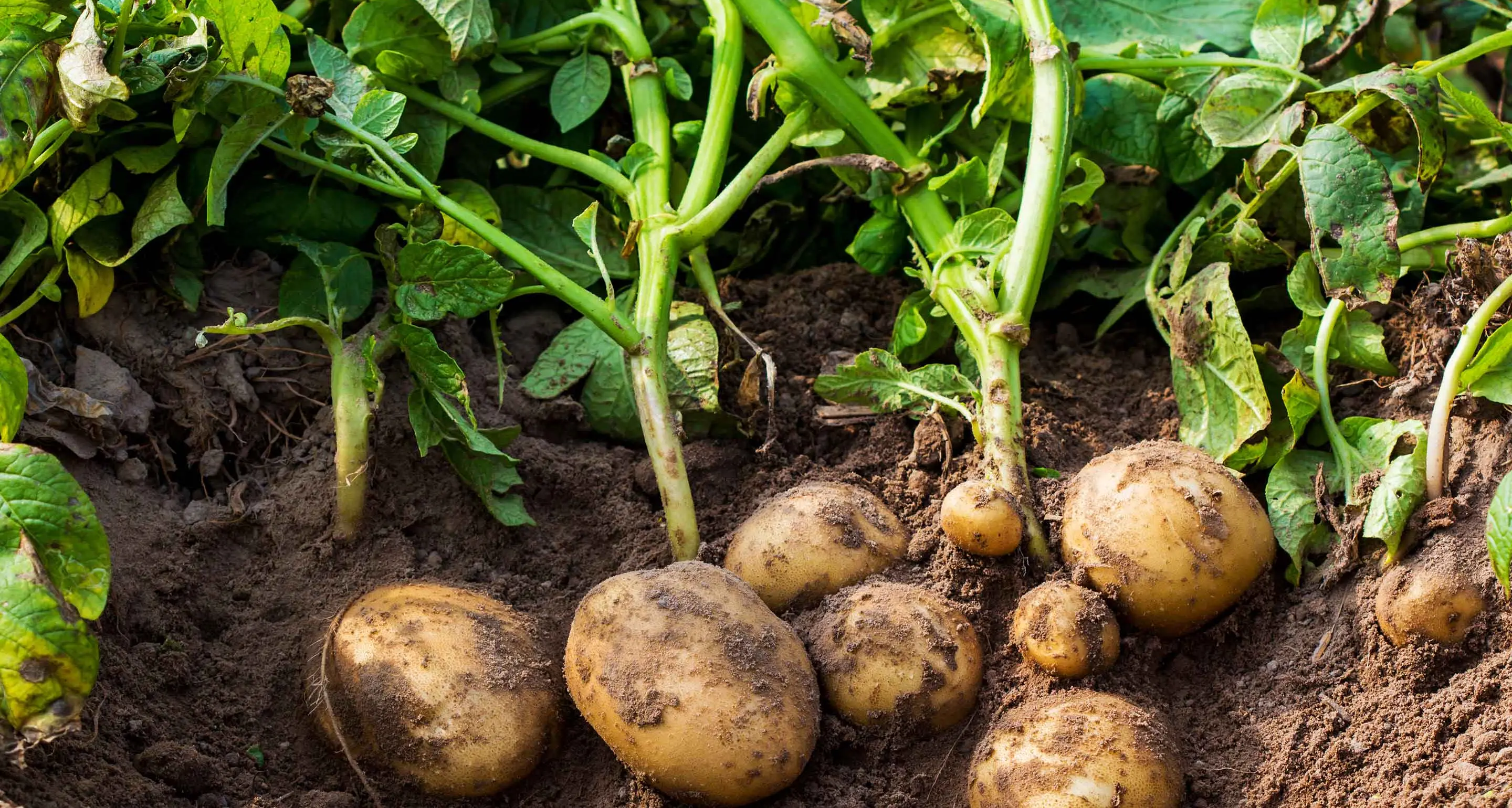 Patata 5.0, a Celico la rivoluzione passa dai droni: l'agricoltura di precisione sbarca in Sila per coltivazioni più sostenibili\n