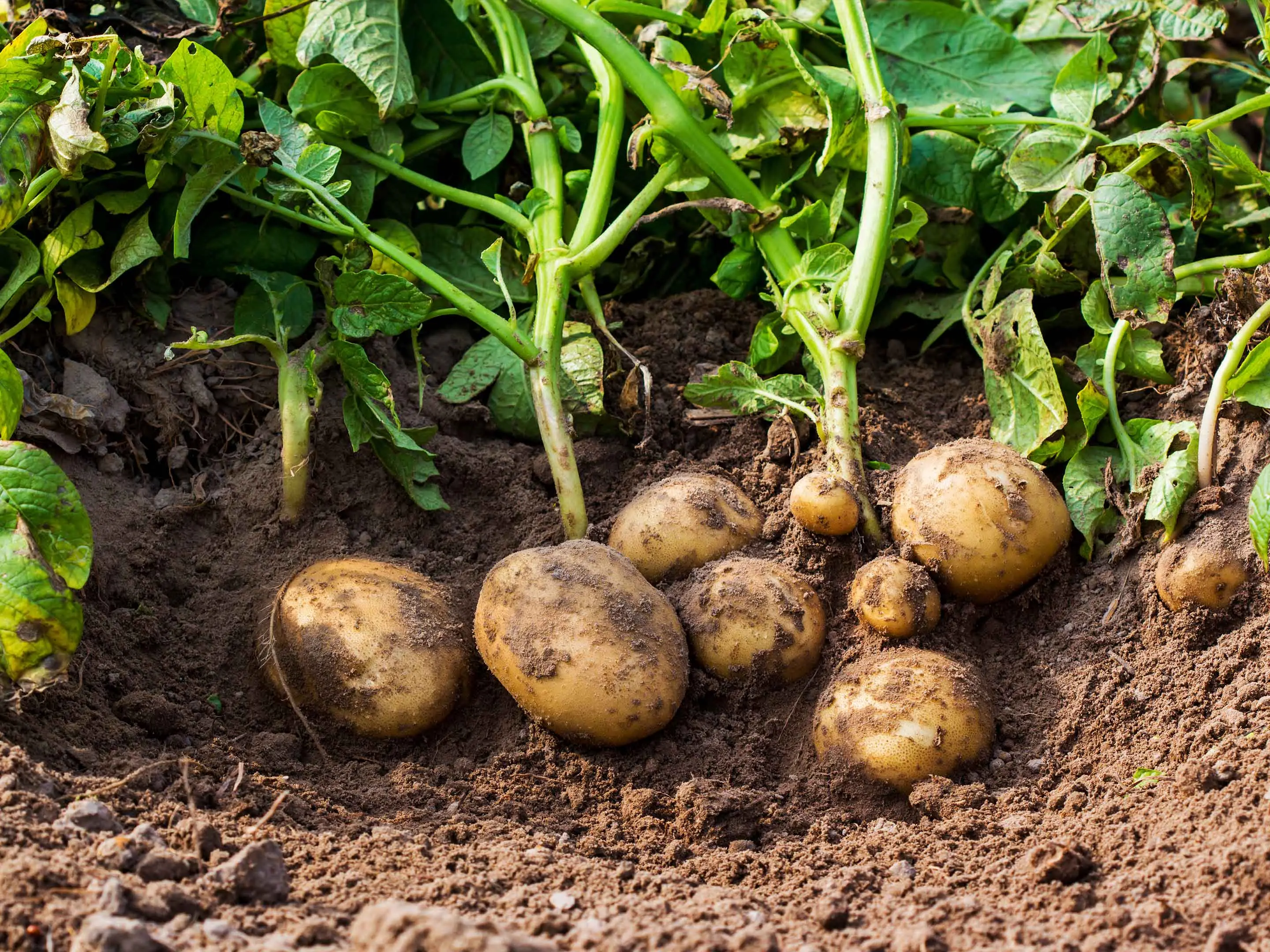 Patata 5.0, a Celico la rivoluzione passa dai droni: l'agricoltura di precisione sbarca in Sila per coltivazioni più sostenibili\n
