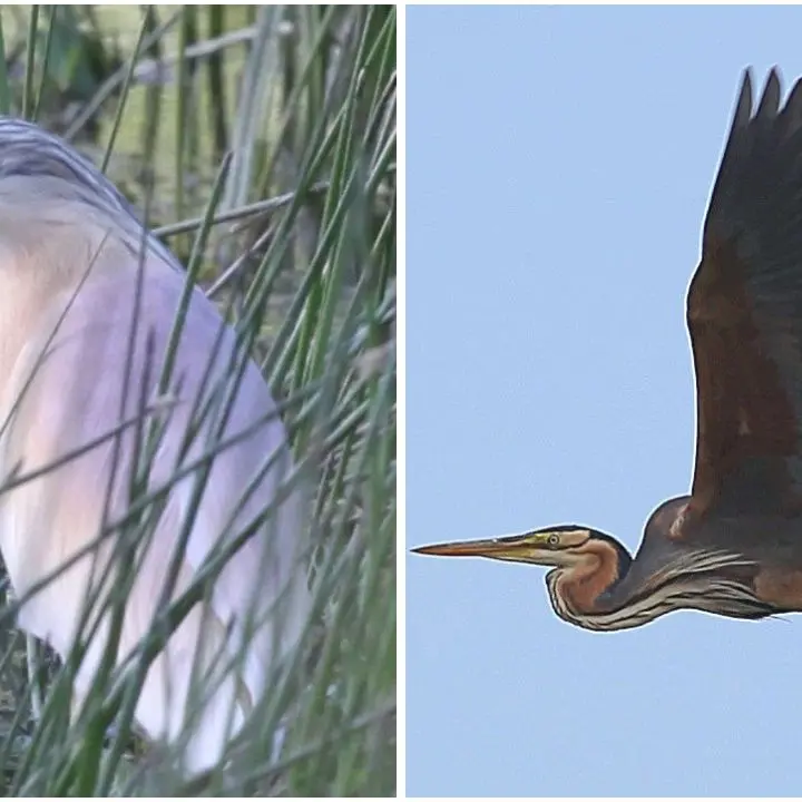 Nuove nidificazioni di uccelli in Calabria: oltre cento nidi censiti e la new entry dell’Airone rosso\n