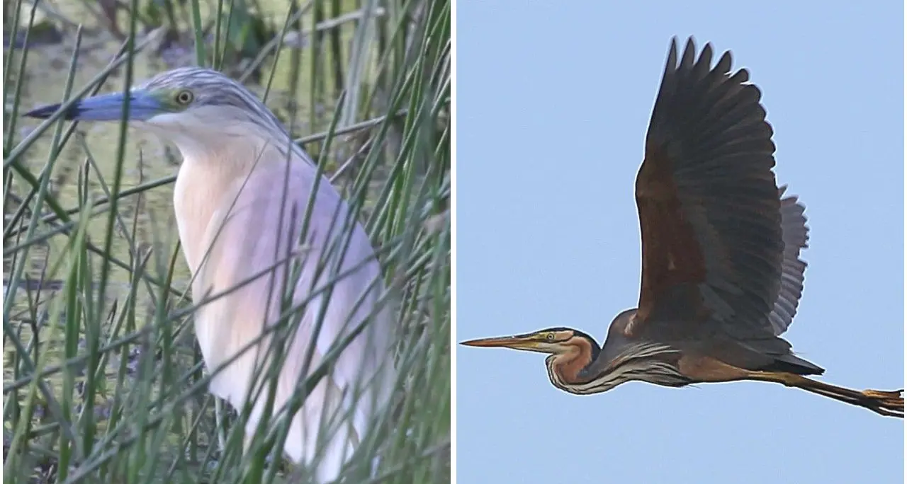 Nuove nidificazioni di uccelli in Calabria: oltre cento nidi censiti e la new entry dell’Airone rosso\n