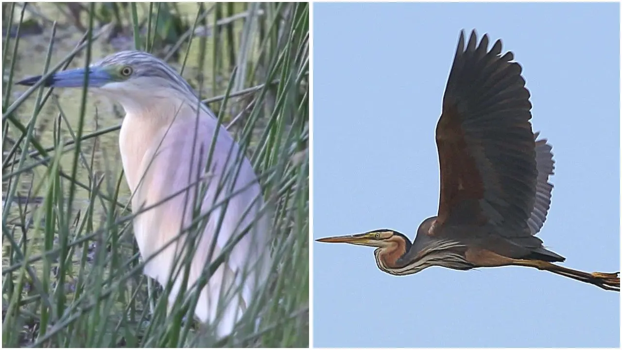 Nuove nidificazioni di uccelli in Calabria: oltre cento nidi censiti e la new entry dell’Airone rosso\n