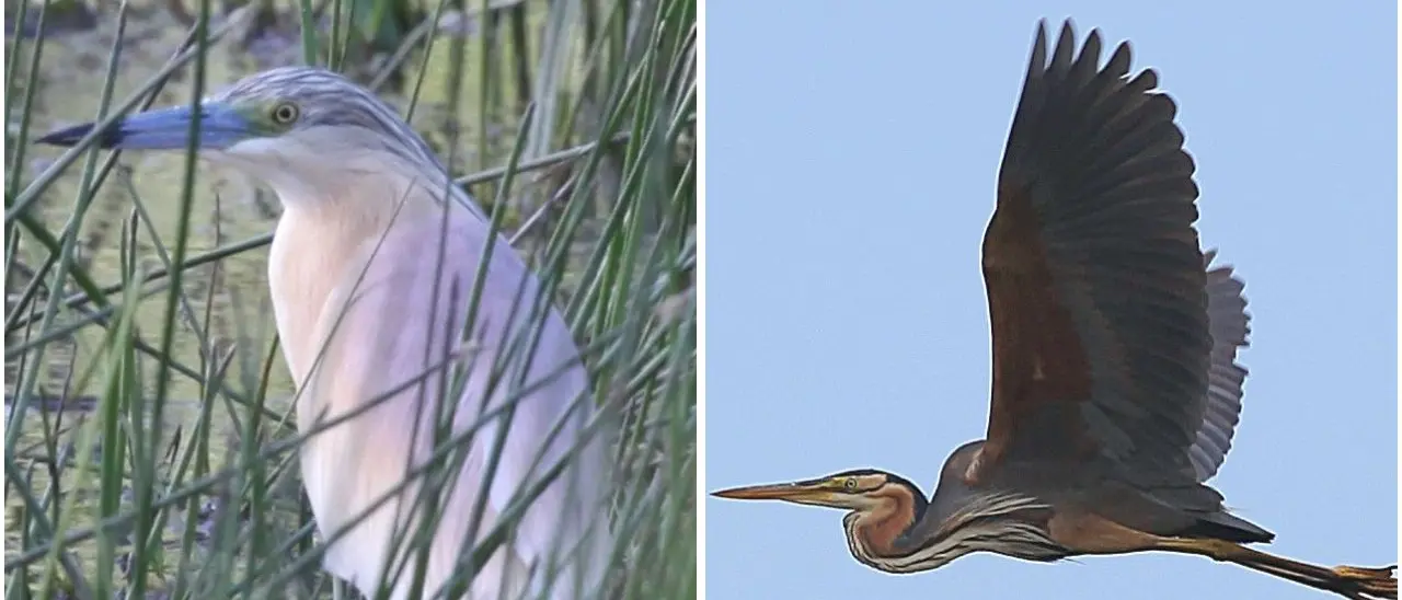 Nuove nidificazioni di uccelli in Calabria: oltre cento nidi censiti e la new entry dell’Airone rosso\n