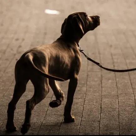 Cosenza, cani al guinzaglio: scatta l'obbligo di lavare con acqua le deiezioni liquide\n