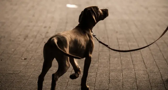 Cosenza, cani al guinzaglio: scatta l'obbligo di lavare con acqua le deiezioni liquide\n