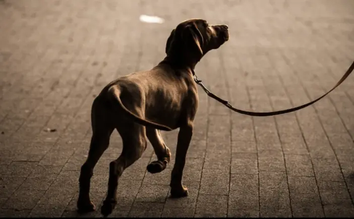 Cosenza, cani al guinzaglio: scatta l'obbligo di lavare con acqua le deiezioni liquide\n