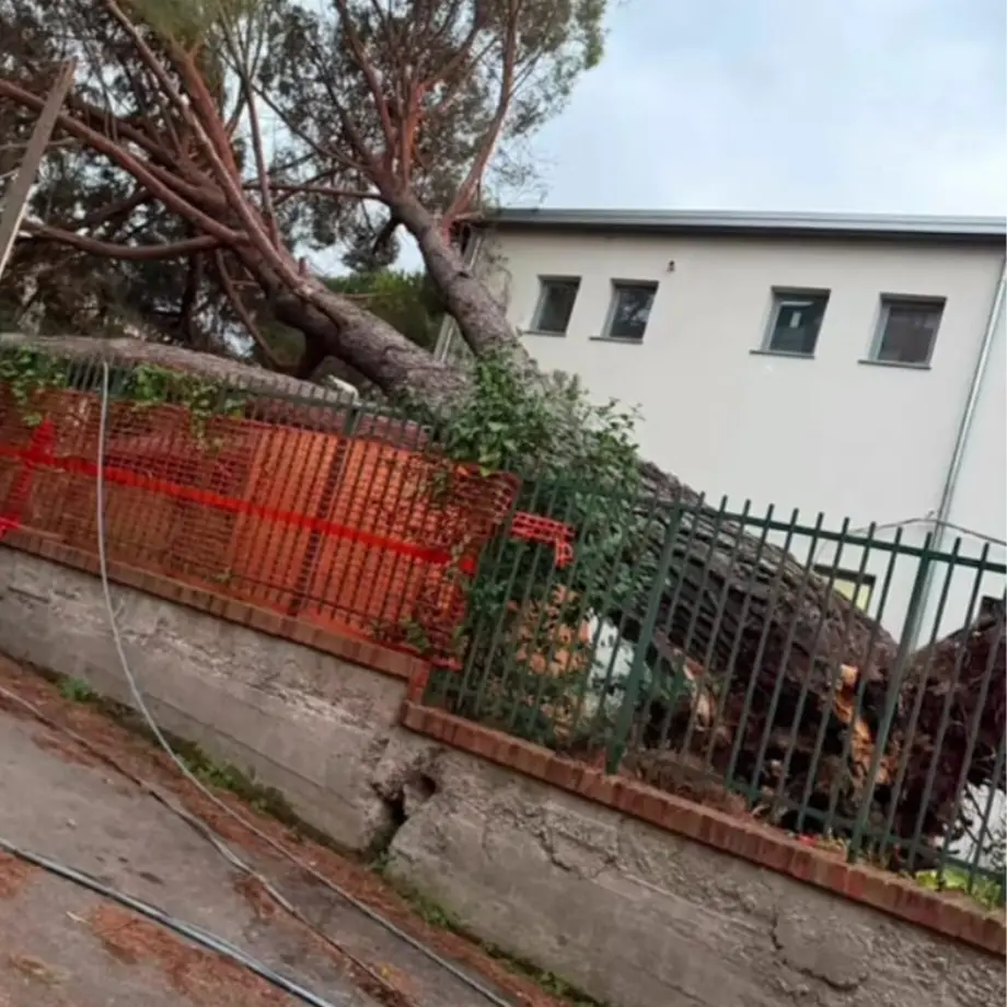 Polistena, Pisano attacca Tripodi: «Cadono alberi e cede un ponte, cinque anni di mancata manutenzione»\n