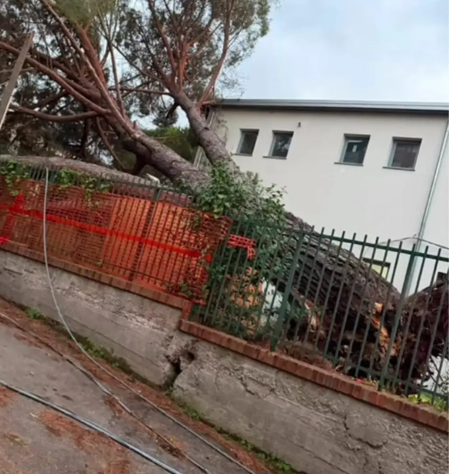Polistena, Pisano attacca Tripodi: «Cadono alberi e cede un ponte, cinque anni di mancata manutenzione»\n