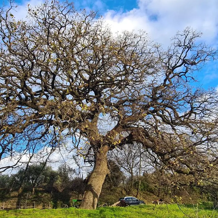 Alberi monumentali,\u00A0quattro esemplari riconosciuti a Catanzaro. Colosimo: «Traguardo storico per la città»\n