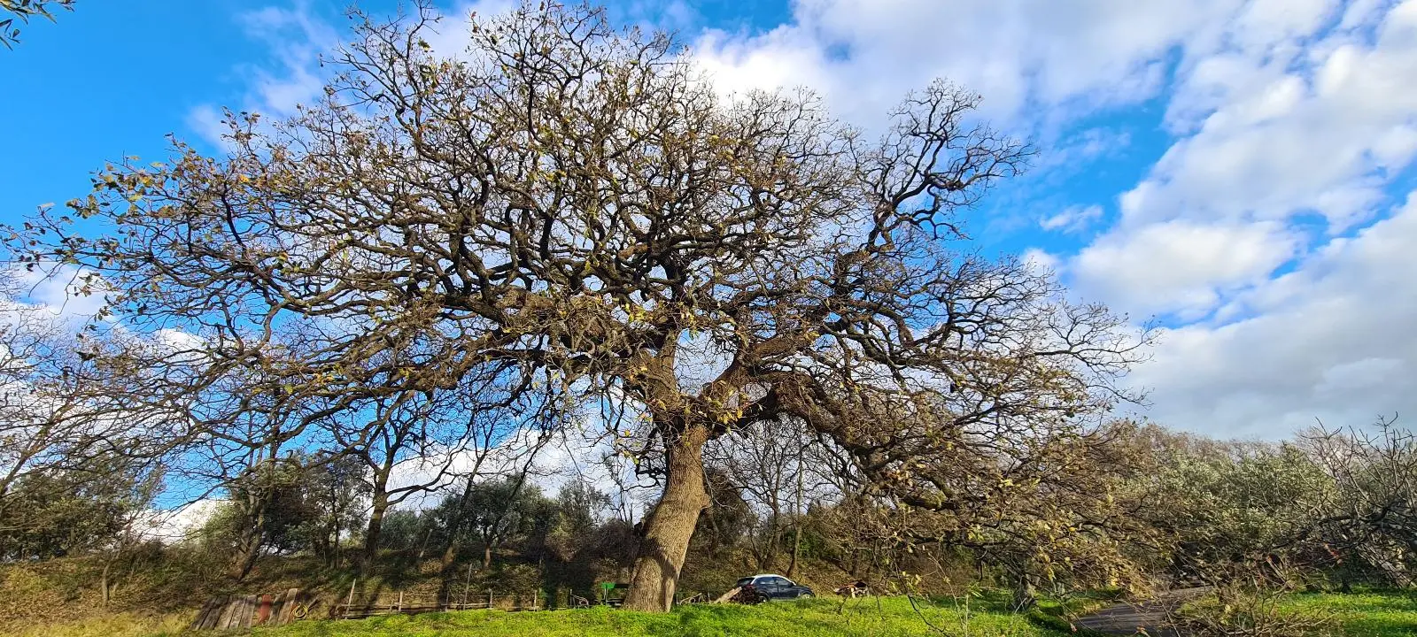 Alberi monumentali,\u00A0quattro esemplari riconosciuti a Catanzaro. Colosimo: «Traguardo storico per la città»\n