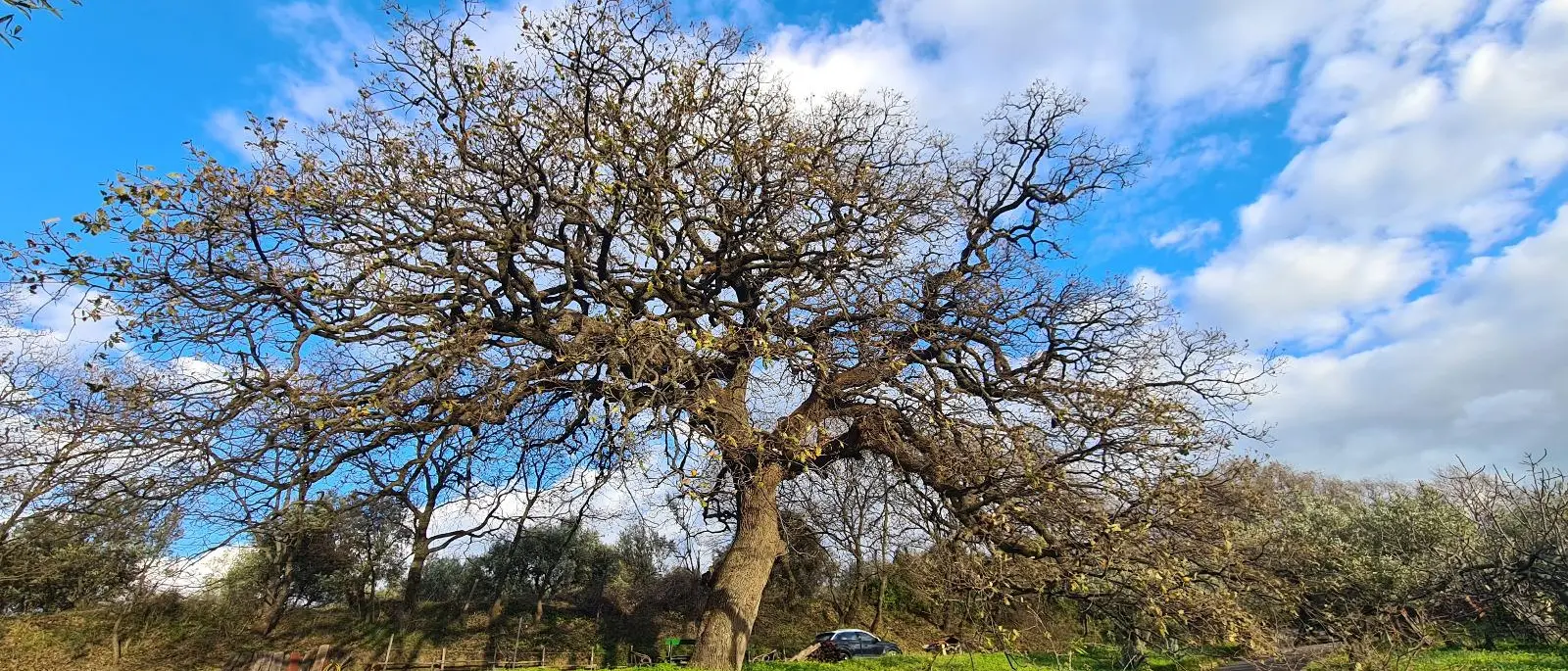 Alberi monumentali,\u00A0quattro esemplari riconosciuti a Catanzaro. Colosimo: «Traguardo storico per la città»\n