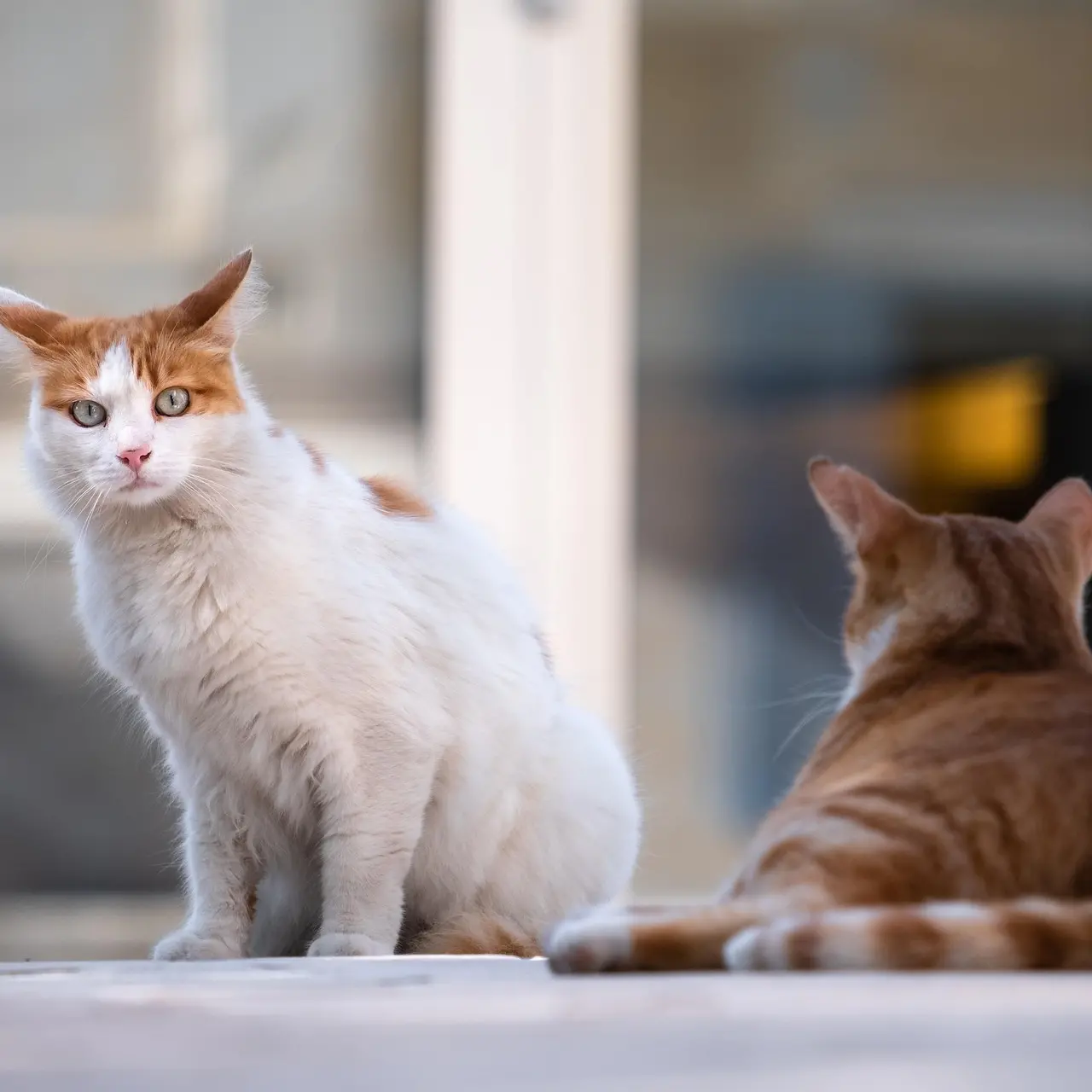 Colonie feline e sterilizzazioni a Catanzaro: serve chiarezza sulle procedure ASP\n