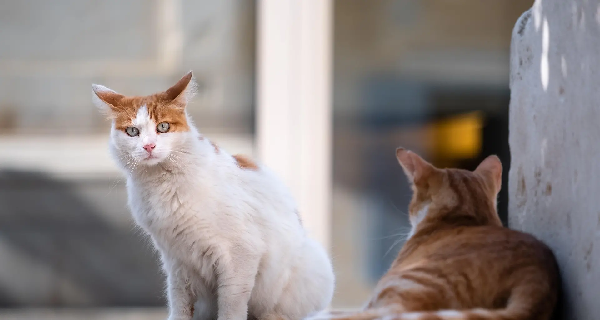 Colonie feline e sterilizzazioni a Catanzaro: serve chiarezza sulle procedure ASP\n
