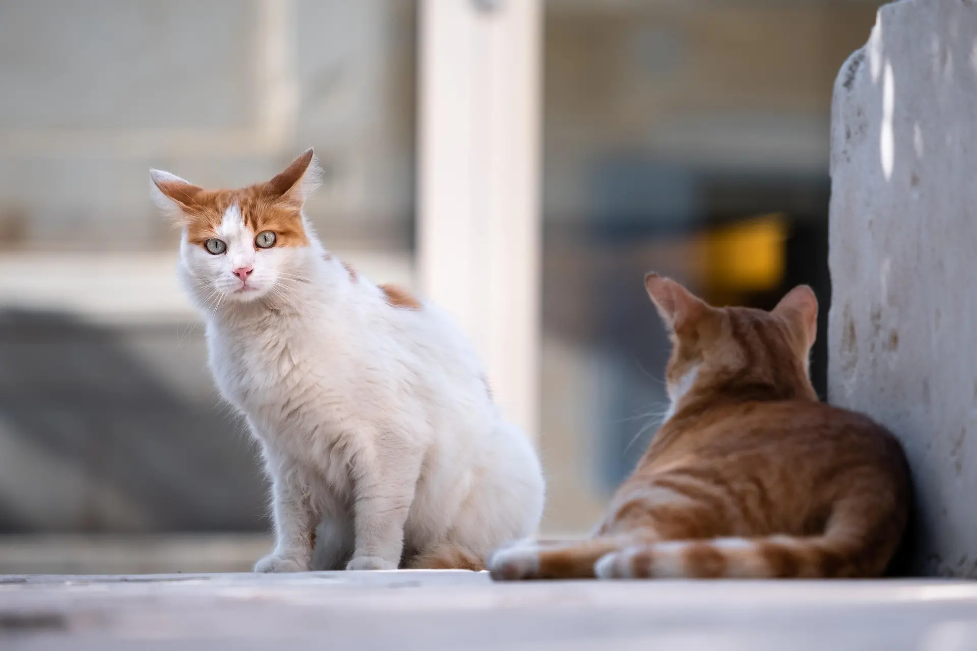 Colonie feline e sterilizzazioni a Catanzaro: serve chiarezza sulle procedure ASP\n