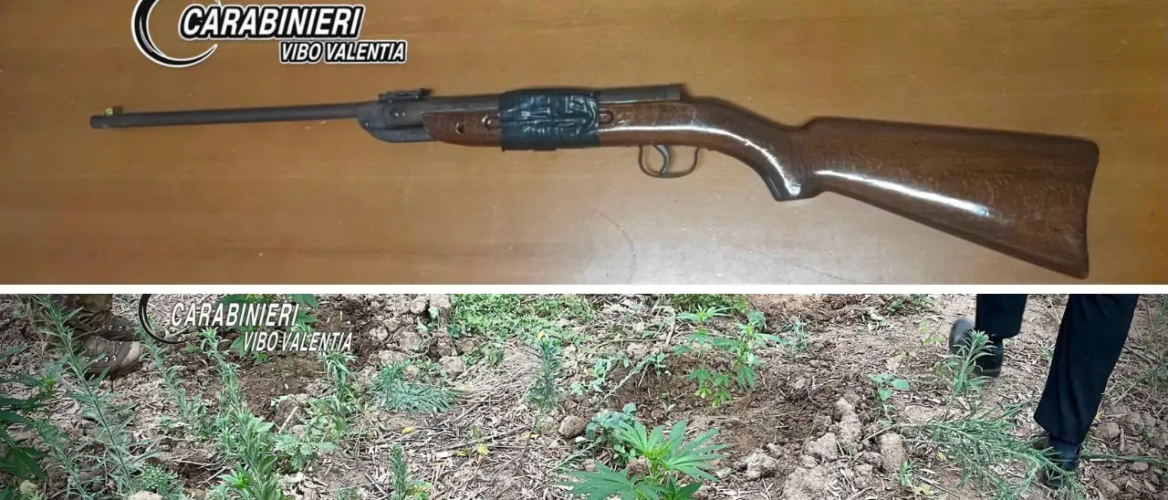 Armi e marijuana nel Vibonese: una carabina rubata sequestrata a Dinami e un arresto a Polia per coltivazione di\u00A0cannabis\n