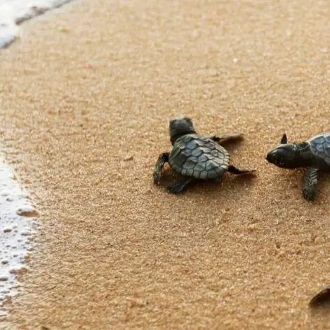 La Calabria delle tartarughe Caretta caretta, nella Locride è corsa contro il tempo per proteggere i nidi\n