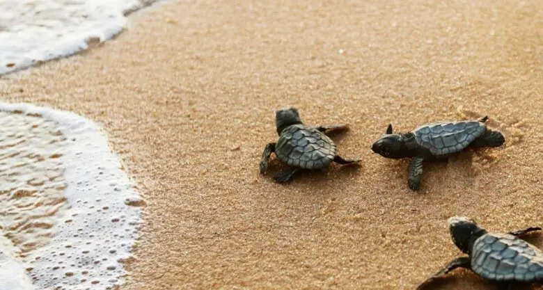 La Calabria delle tartarughe Caretta caretta, nella Locride è corsa contro il tempo per proteggere i nidi\n