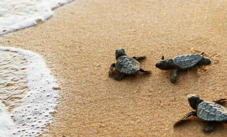 La Calabria delle tartarughe Caretta caretta, nella Locride è corsa contro il tempo per proteggere i nidi\n