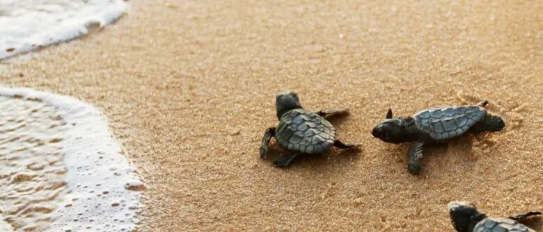 La Calabria delle tartarughe Caretta caretta, nella Locride è corsa contro il tempo per proteggere i nidi\n