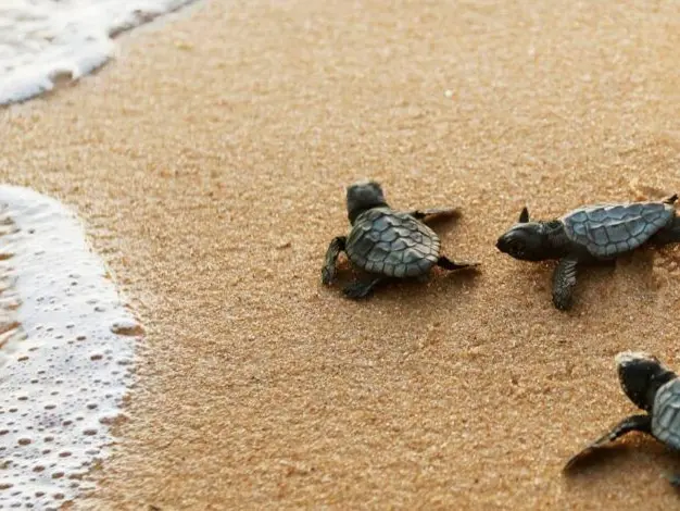 La Calabria delle tartarughe Caretta caretta, nella Locride è corsa contro il tempo per proteggere i nidi