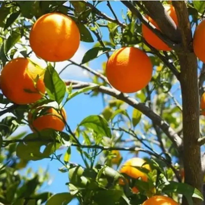 Filiera agrumicola, al lavoro per valorizzare le arance reggine anche come prodotto fresco\n