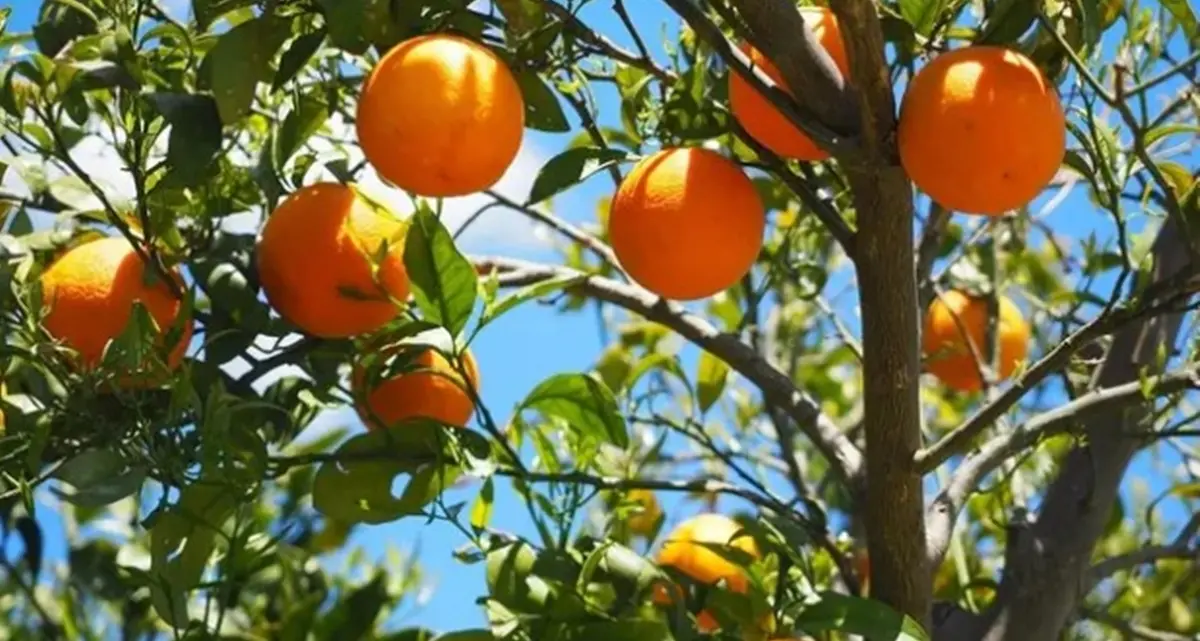 Filiera agrumicola, al lavoro per valorizzare le arance reggine anche come prodotto fresco\n