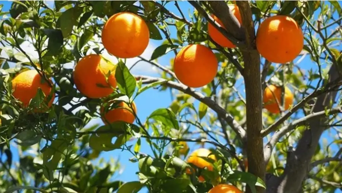 Filiera agrumicola, al lavoro per valorizzare le arance reggine anche come prodotto fresco\n
