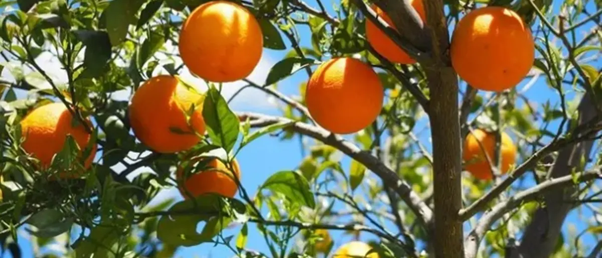Filiera agrumicola, al lavoro per valorizzare le arance reggine anche come prodotto fresco\n
