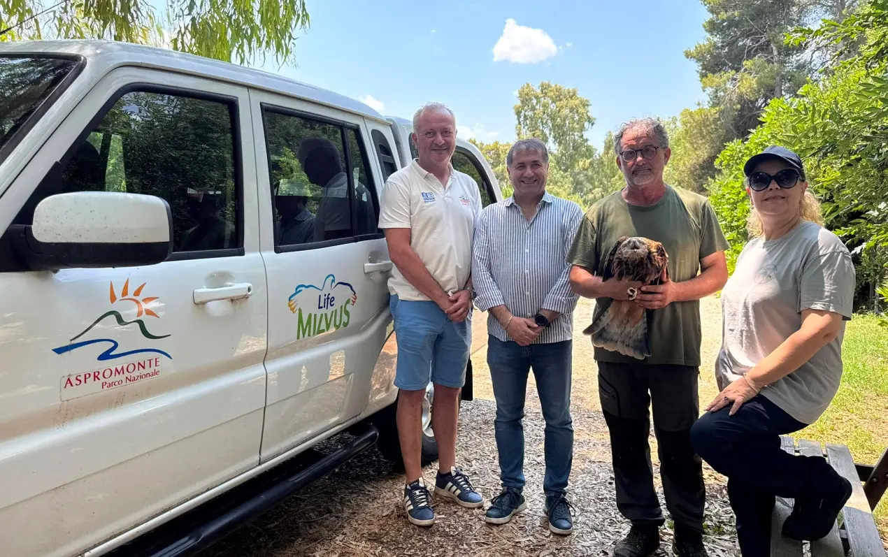 Aspromonte, tornano a volare i nibbi reali: al via il rilascio dei giovani rapaci del progetto Life Milvus\n