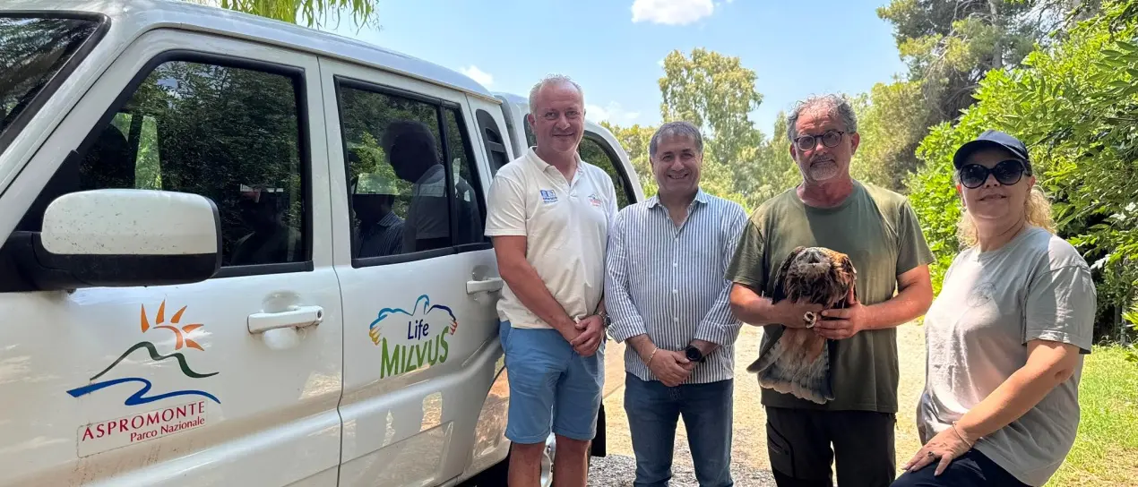 Aspromonte, tornano a volare i nibbi reali: al via il rilascio dei giovani rapaci del progetto Life Milvus\n