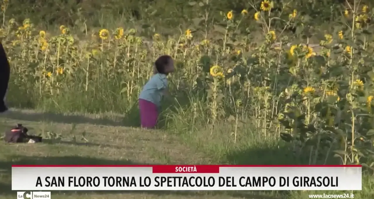 A San Floro torna lo spettacolo del campo di girasoli