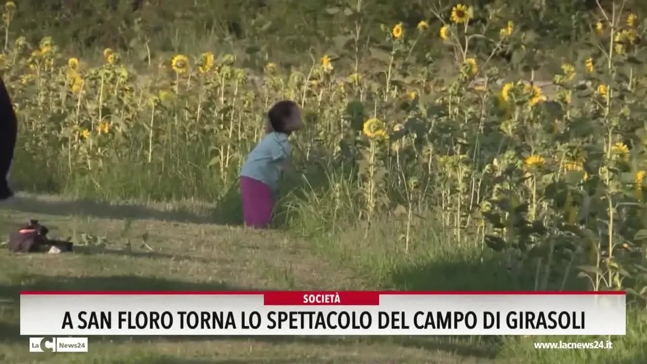 A San Floro torna lo spettacolo del campo di girasoli