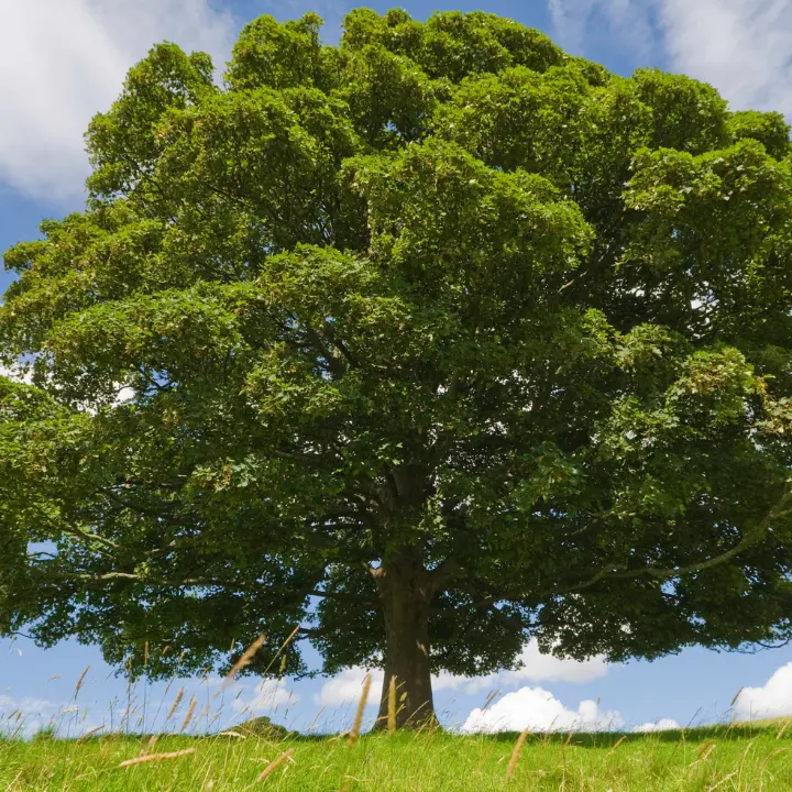 Orsomarso, un faggio di oltre due secoli inserito nell’elenco degli alberi monumentali d’Italia\n