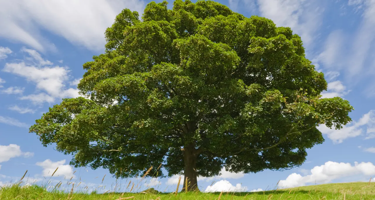 Orsomarso, un faggio di oltre due secoli inserito nell’elenco degli alberi monumentali d’Italia\n
