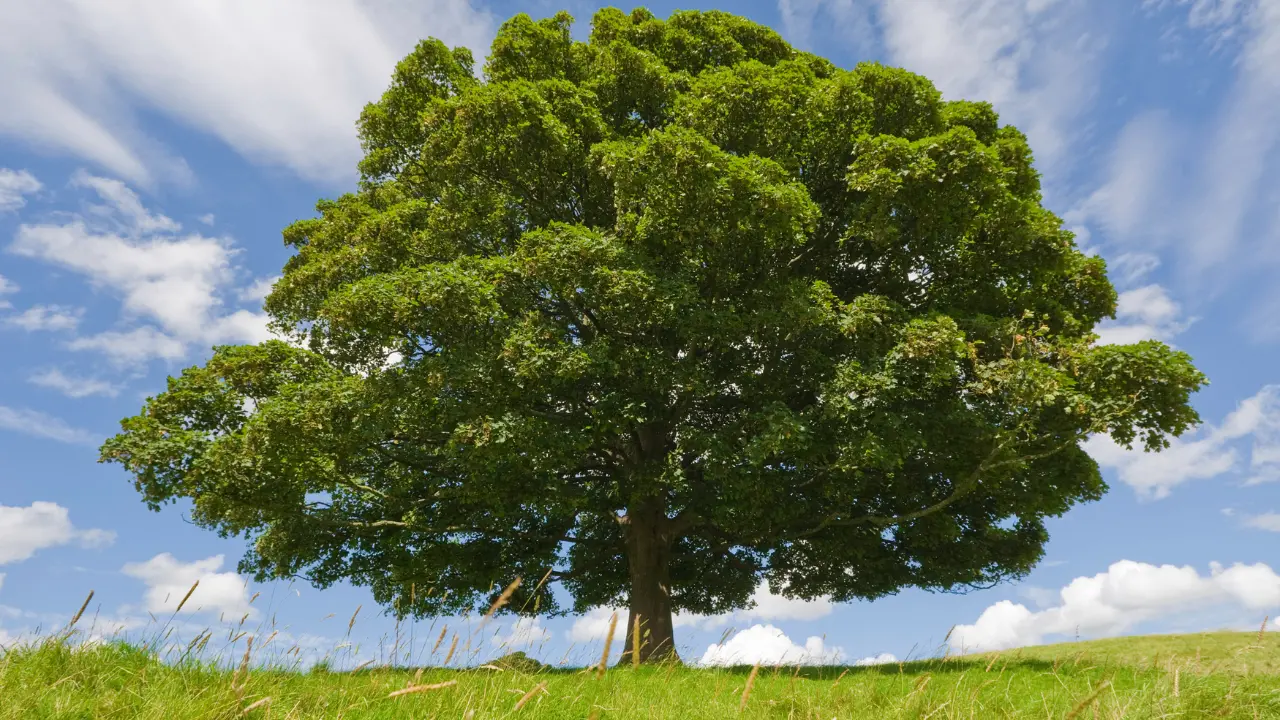 Orsomarso, un faggio di oltre due secoli inserito nell’elenco degli alberi monumentali d’Italia\n