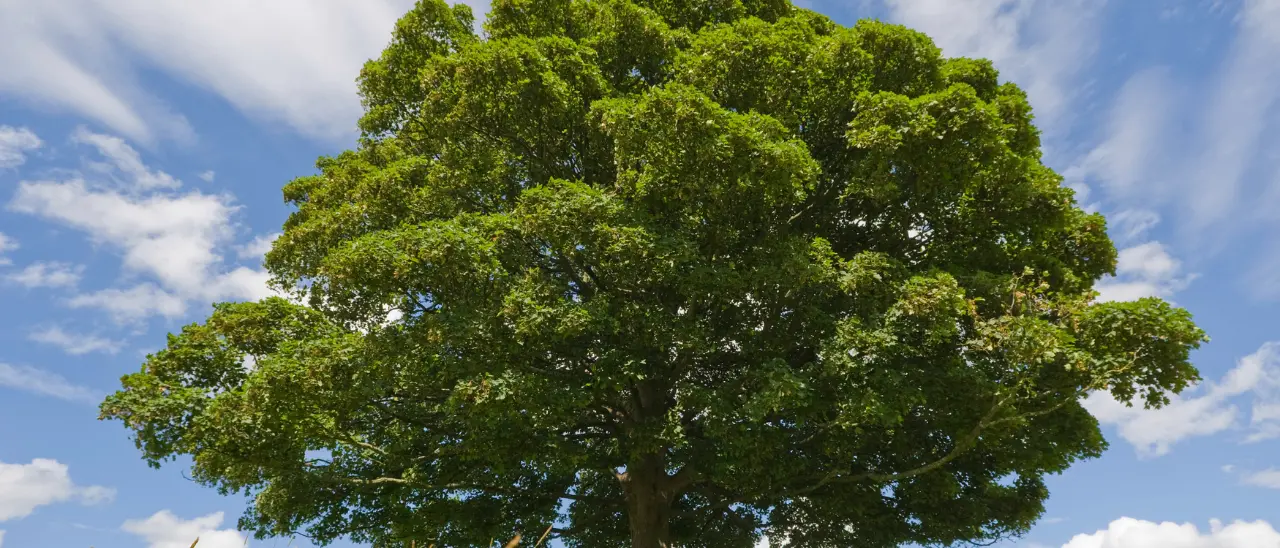 Orsomarso, un faggio di oltre due secoli inserito nell’elenco degli alberi monumentali d’Italia\n