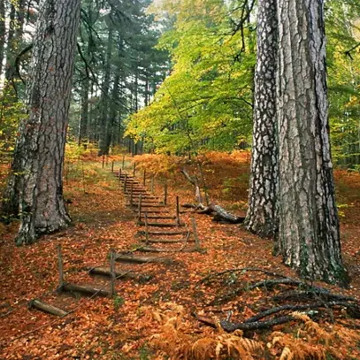 La Foresta Incantata della Sila dove gli alberi curano: il sentiero del benessere che insegna di nuovo a respirare