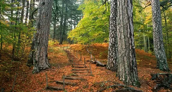 La Foresta Incantata della Sila dove gli alberi curano: il sentiero del benessere che insegna di nuovo a respirare