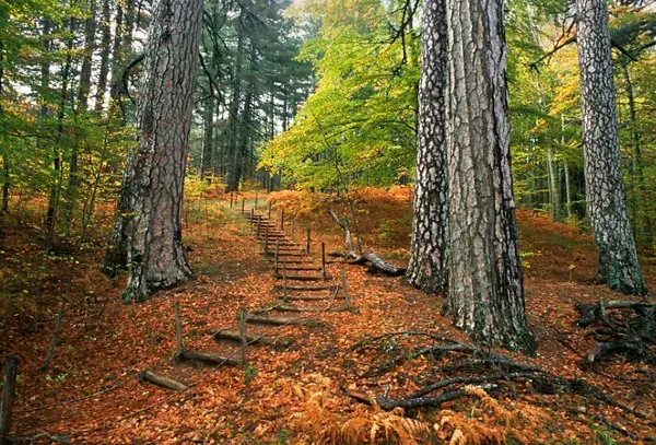 La Foresta Incantata della Sila dove gli alberi curano: il sentiero del benessere che insegna di nuovo a respirare