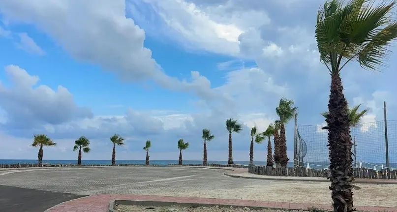 Bivona più verde grazie alla donazione di un cittadino: nuove palme lungo via del Pescatore\n
