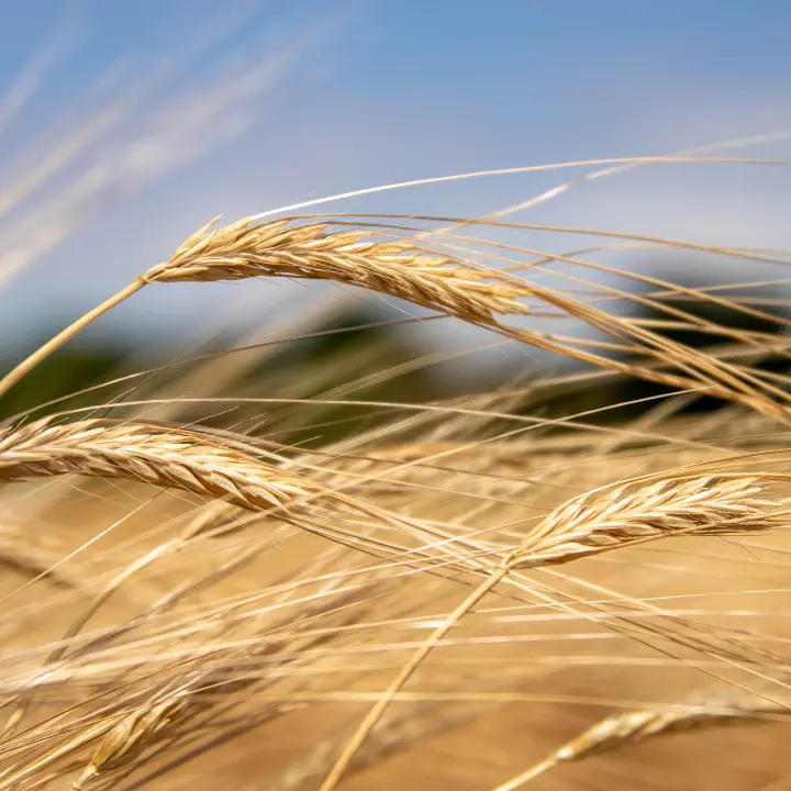 Memoria e radici, torna a Cleto la quarta edizione della\u00A0Festa del grano\n