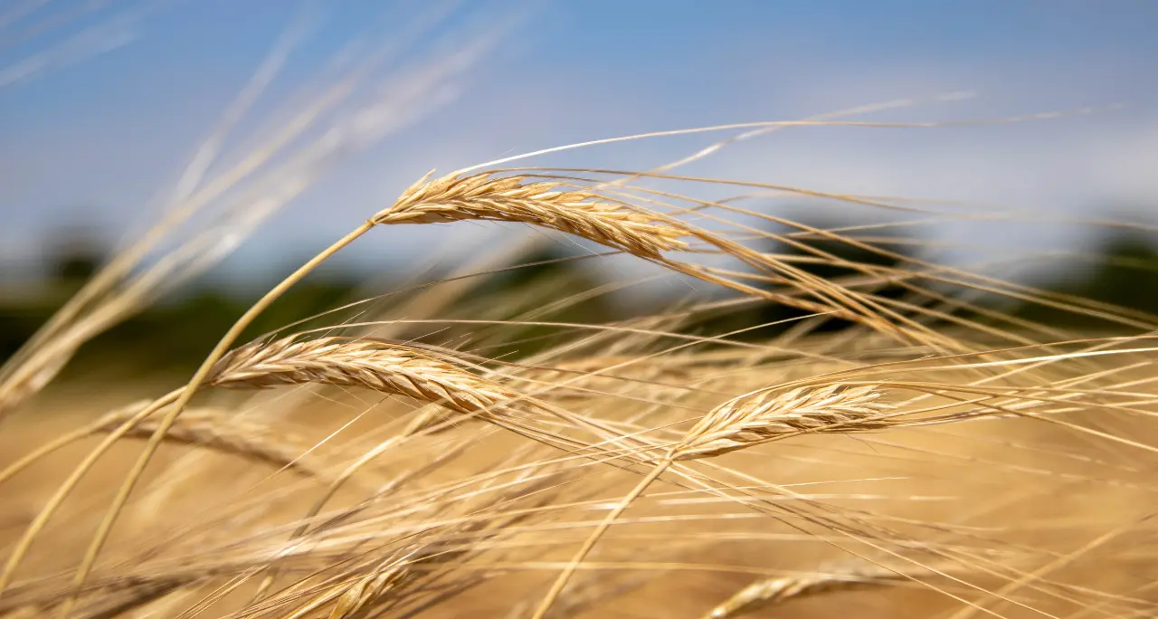 Memoria e radici, torna a Cleto la quarta edizione della\u00A0Festa del grano\n