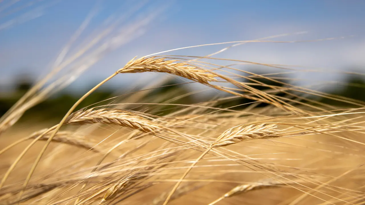 Memoria e radici, torna a Cleto la quarta edizione della\u00A0Festa del grano\n