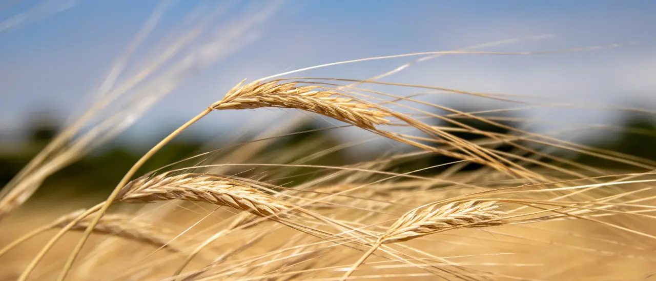 Memoria e radici, torna a Cleto la quarta edizione della\u00A0Festa del grano\n