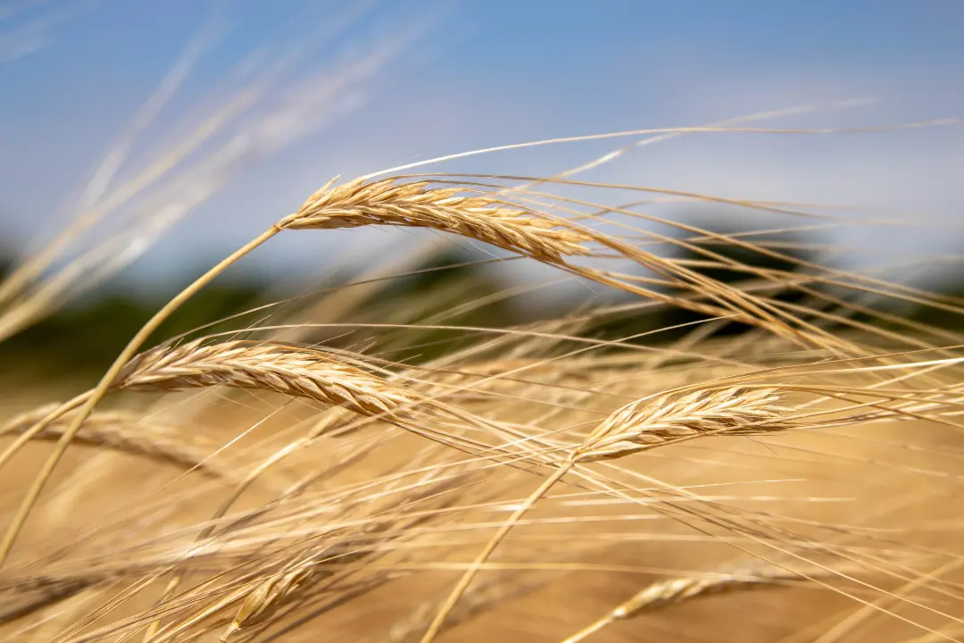 Memoria e radici, torna a Cleto la quarta edizione della\u00A0Festa del grano\n